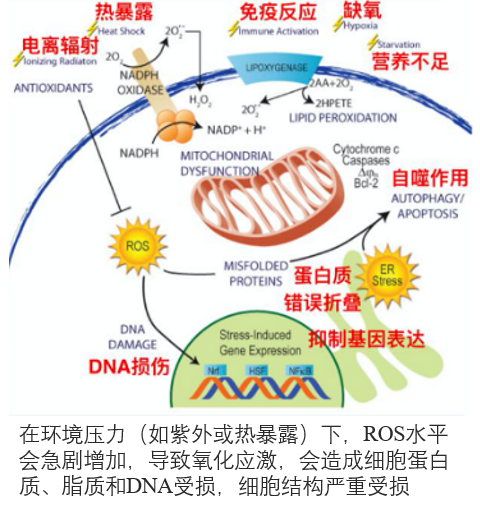 皮膚,抗氧化系統(tǒng),抗氧化劑,化妝品