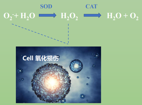 皮膚,抗氧化系統(tǒng),抗氧化劑,化妝品