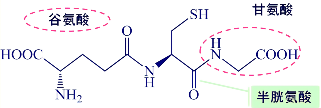 皮膚,抗氧化系統(tǒng),抗氧化劑,化妝品