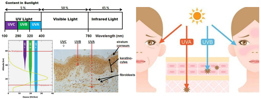 抗衰老,皮膚光老化,皮膚,紫外線輻射
