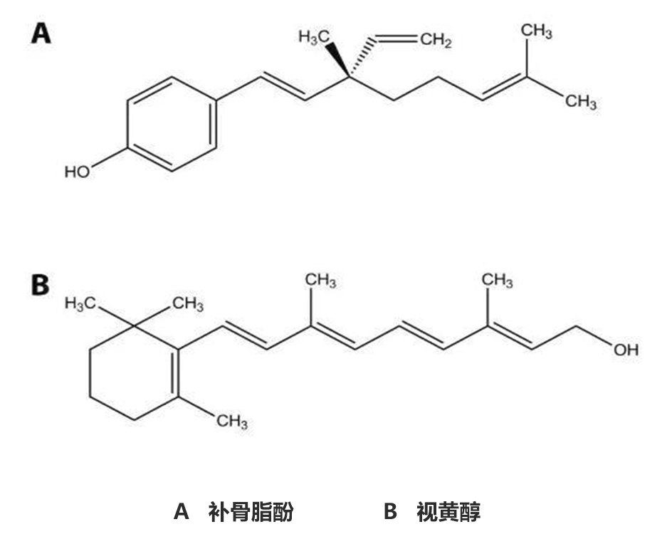 補(bǔ)骨脂酚,抗衰,視黃醇,修復(fù)皮膚