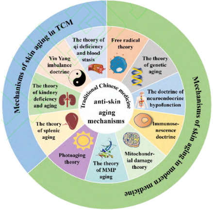 皮膚衰老,中藥,新陳代謝,調(diào)節(jié)內(nèi)分泌,皮膚皺紋,抗氧化