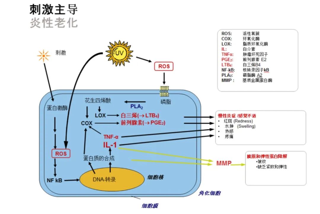 化妝品,體外評(píng)價(jià)方法,化妝品功效,舒緩功效,皮膚屏障,炎癥反應(yīng)